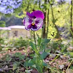 Rehblick - Direkt In Der Natur, Mit Lesezimmer Und Zwei Terrassen * Friedrichroda