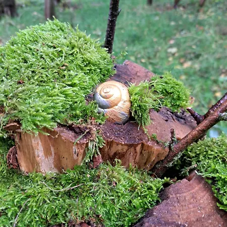 Rehblick - Direkt In Der Natur, Mit Lesezimmer Und Zwei Terrassen *
