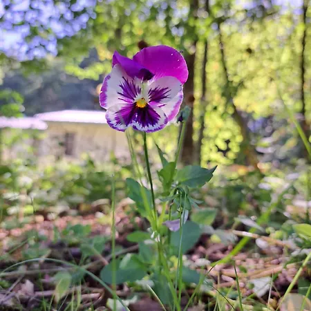 Rehblick - Direkt In Der Natur, Mit Lesezimmer Und Zwei Terrassen * Friedrichroda