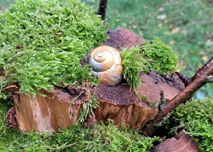 Rehblick - Direkt In Der Natur, Mit Lesezimmer Und Zwei Terrassen *