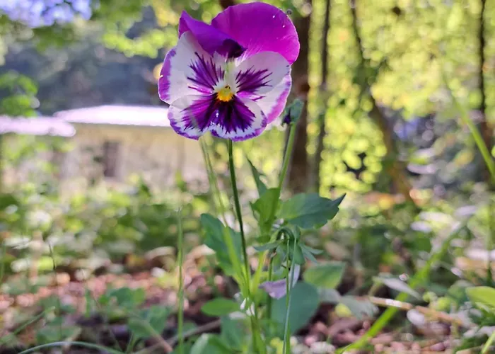 Rehblick - Direkt In Der Natur, Mit Lesezimmer Und Zwei Terrassen * פרידריכרודה